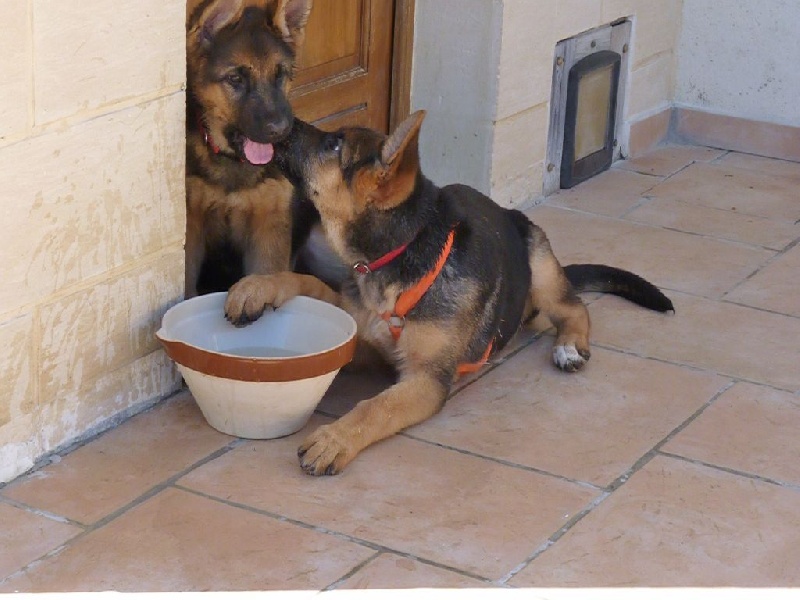 NOS CHIOTS ET LEUR FAMILLE