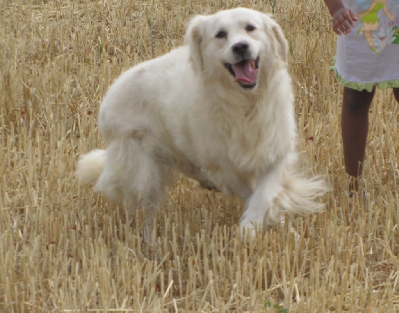 Chiot Golden Retriever Du Coteau D'huillé