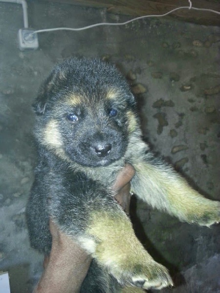 Du Coteau D'huillé - Berger Allemand - Portée née le 26/05/2014