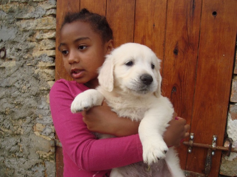 Du Coteau D'huillé - Chiots disponibles - Golden Retriever